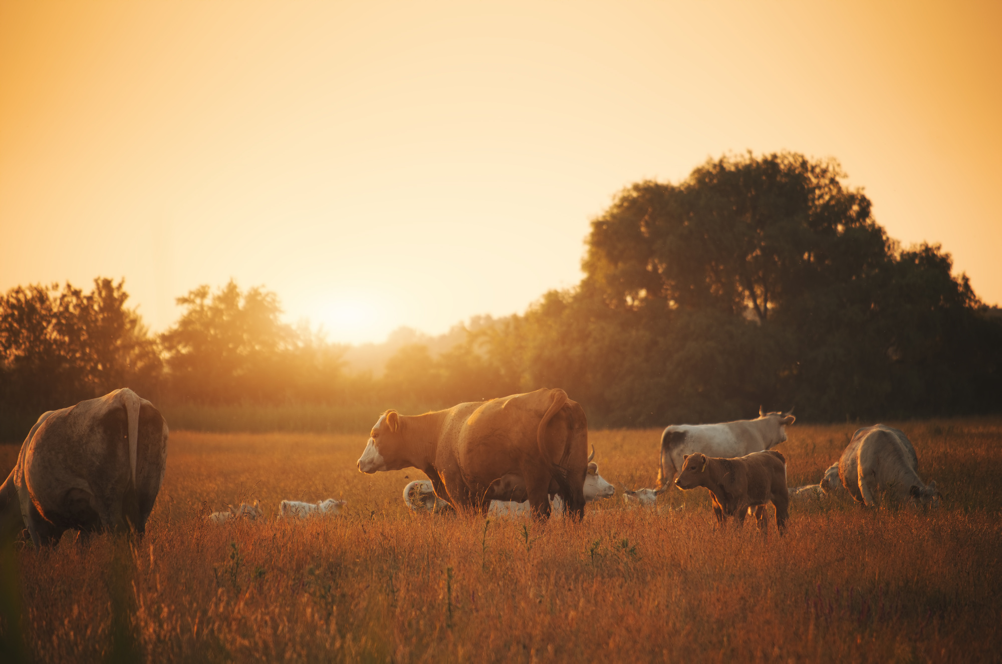 Cows on pasture